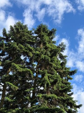 Tall fir trees in the forest