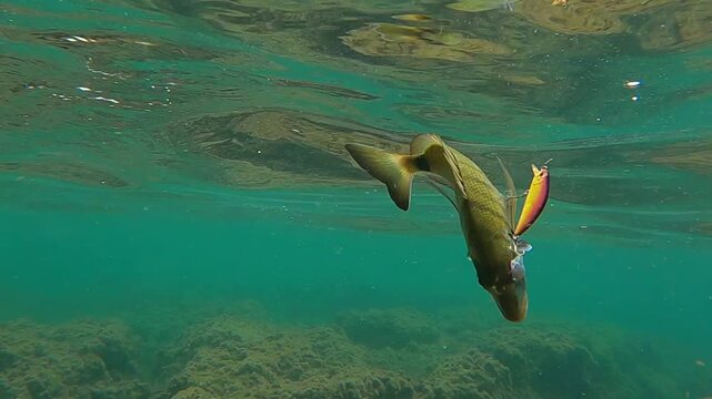 Underwater shot of a hooked white seabream sargo fish caught on a minnow lure in clear sea water