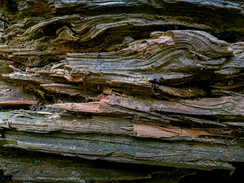 Decayed and rotten wood bark texture close up for natural background and abstract surface design