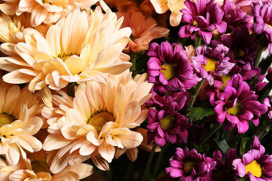 a vibrant floral arrangement featuring peach-colored chrysanthemums and deep purple chrysanthemums with yellow centers