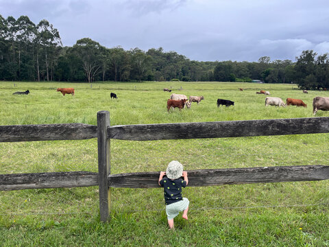 Little one looking at the cows