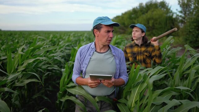 Two farmers inspect corn field using digital tablet in green plantation. Focused farmer holds tablet and gestures across crop. Young man carries tool over shoulder. Both wear caps and examine corn.