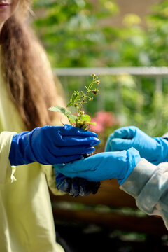 Hands Passing Strawberry Seedling for Planting
