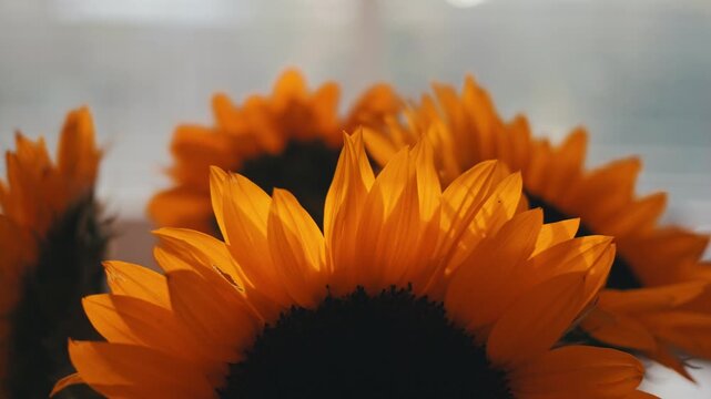 Vibrant yellow sunflowers sit arranged in a cozy room