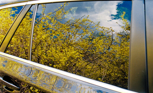 Reflection of forsythia bush in car window
