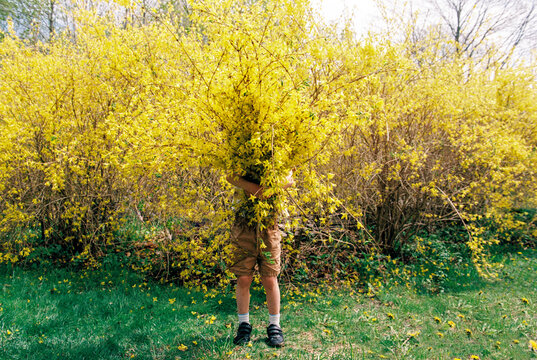 Child holding yellow flowers standing by forsythia bush in spring