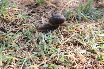 snail on a leaf © floriano
