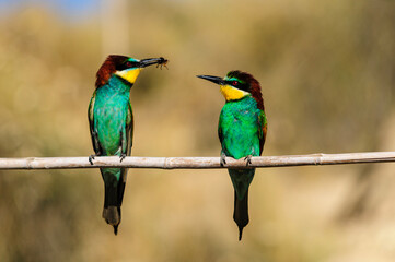 Fototapeta premium Pair of European Bee Eaters with Insect Prey