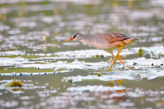 A Ruddy-breasted Crake (Zapornia fusca) foraging in shallow wetland water surrounded by aquatic vegetation.