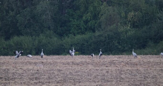 Adult grey cranes teaching juveniles pre-migration flight skills on harvested field in evening slow motion