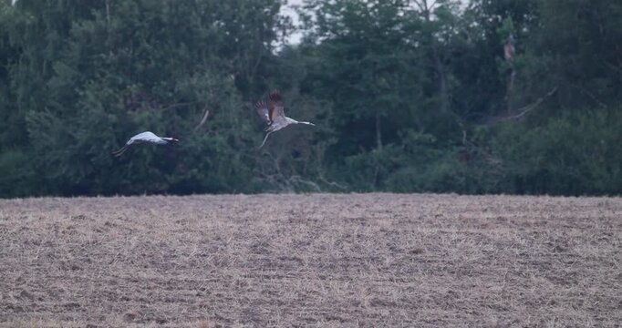 Two grey cranes taking off from harvested field and joining a flying flock over other cranes in evening light slow motion