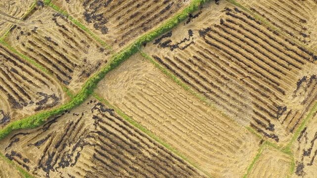 Aerial footage showing harvested rice paddies with visible stubble and burnt patches, separated by green embankments in That Khe, Lang Son province, northern Vietnam.