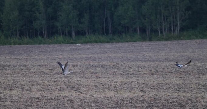Two grey cranes taking off from a harvested field and flying over other cranes in evening light slow motion