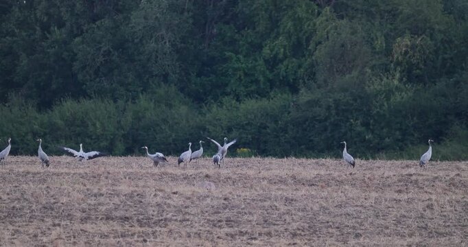 Adult grey cranes teaching juveniles pre-migration flight skills on harvested field in evening slow motion