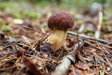 A close-up of a young white boletus mushroom growing among dry needles and leaves in a coniferous forest.  © fototema