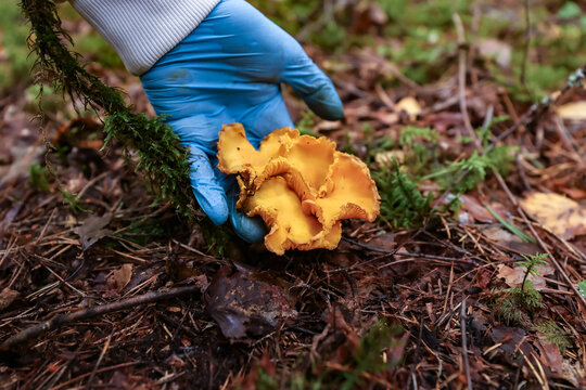 A blue-gloved hand carefully picks a large chanterelle from the forest floor.
