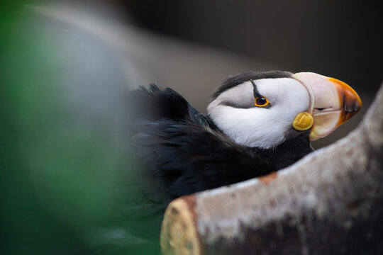 Close up on Horned Puffin
