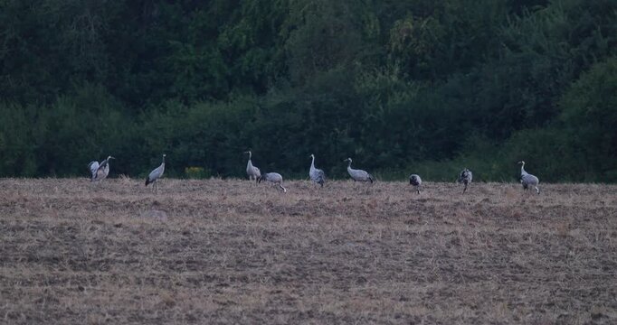 Adult grey cranes teaching juveniles pre-migration flight skills on harvested field in evening slow motion
