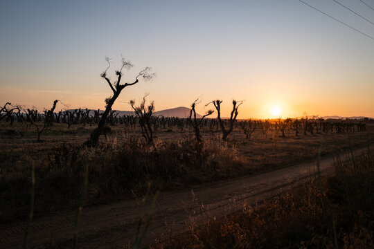 Sunset Over Olive Grove with Pruned Trees