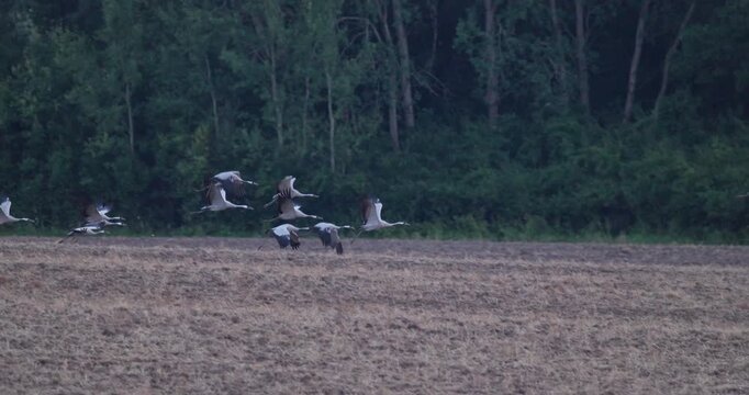 Flock of grey cranes taking off from harvested field and flying over forest treetops in evening light slow motion