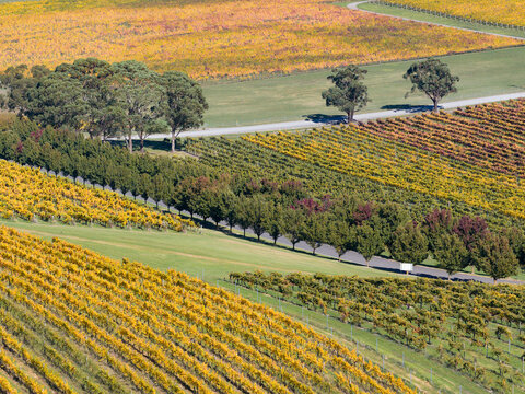 Hillsides covered in colorful grape vines