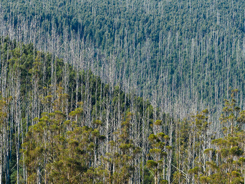 Bare tree trunks pushing through a new growth forest on a mount side