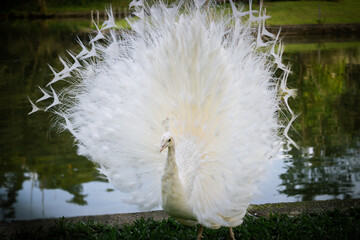 white peacock feather © João Vitor