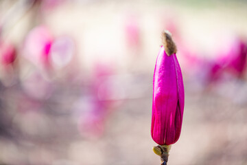  Backlit close‑up of purple magnolia flower bud © Xiangli