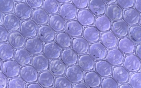 Human Tissue Formed by Cells Viewed from Above