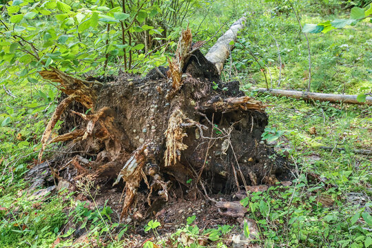 The uprooted butt of a fallen old tree in a green forest.