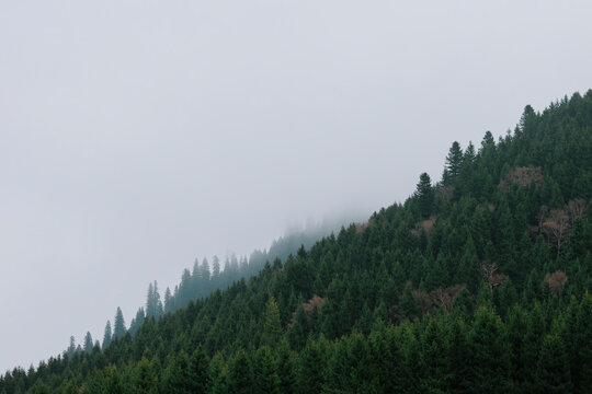 Diagonal Divide: Mist and Evergreen Forest.