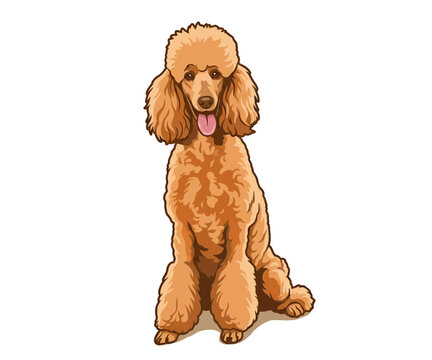 poodle dog vector illustration logo