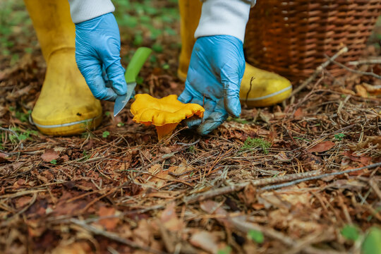 A blue-gloved hand carefully picks a large chanterelle from the forest floor.