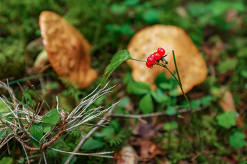 A close-up of a young white boletus mushroom growing among dry needles and leaves in a coniferous forest.  © fototema