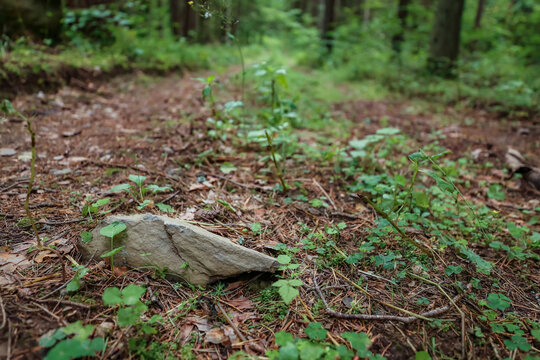 A large mossy boulder near a path in a green coniferous forest.