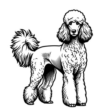 poodle dog vector illustration logo in black and white