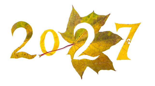 2027 numbers carved from yellow maple leaves