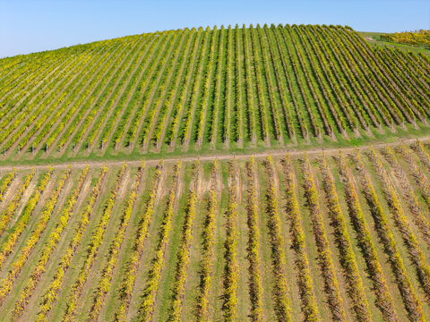 Hillside covered in colorful grape vines ina vineyard