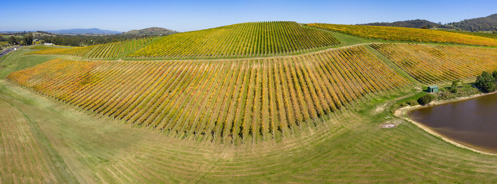 Rows of golden grape vines covering a hillside