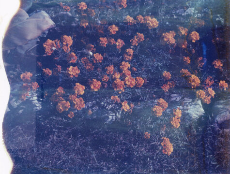Instant film photographs with flowers