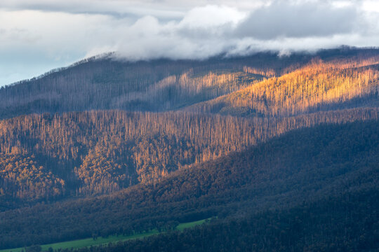 Patch of golden sunlight on a forested mountain side under dark clouds