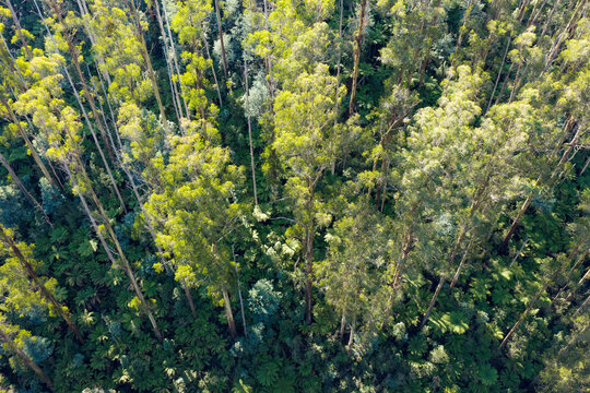 Tree tops in sunlight over an undergrowth of green ferns