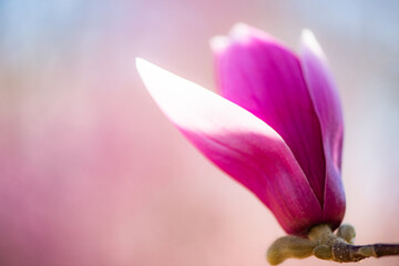  Backlit close‑up of purple magnolia flower bud © Xiangli