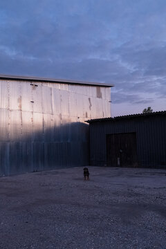 Lone Dog in Industrial Yard at Twilight
