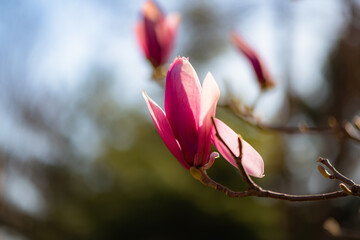  Backlit close‑up of purple magnolia flower bud © Xiangli