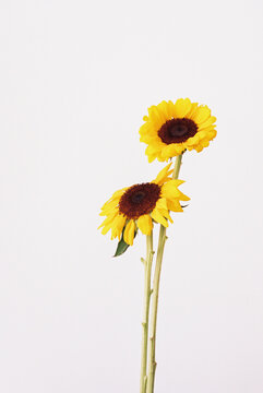 Sunflowers on white background
