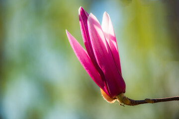  Backlit close‑up of purple magnolia flower bud © Xiangli