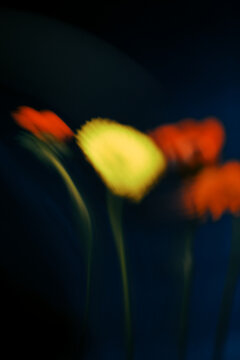 Flowers moving in a blurred background during an outdoor event
