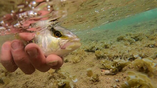 Underwater close up shot of a human hand holding a greater amberjack fish over a rocky seabed before release in a Spanish cove