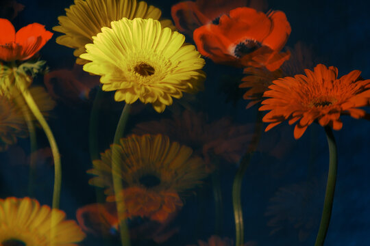 Colorful flowers with different shapes and sizes in the background